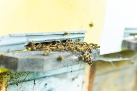 Téléchargez les photos : Des abeilles à l'entrée de la ruche. Abeilles revenant de la collecte de miel à la ruche jaune. Des abeilles à l'entrée. abeilles retournent à la ruche après le flux de miel. Espace de copie - en image libre de droit