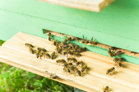 Foto de Abejas en la antigua entrada de la colmena. Las abejas regresan de la recolección de miel a la colmena amarilla. Abejas en la entrada. La colonia de abejas melíferas protege a la colmena del saqueo de la miel. las abejas regresan a la colmena después del flujo de miel. Copiar espacio - Imagen libre de derechos