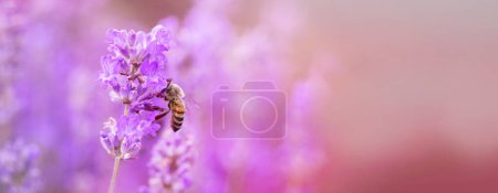 Téléchargez les photos : Abeille à miel sur fleur de lavande dans le lit de fleurs dans le jardin en été. Récolte du nectar de lavande - en image libre de droit