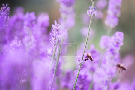 Foto de Abeja de miel en vuelo sobre flor de lavanda en el campo en verano durante el período de floración y cosecha. - Imagen libre de derechos