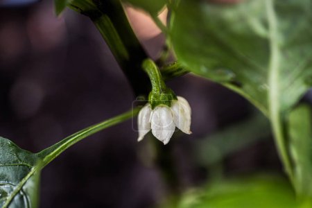 Photo for Growth optimization: removing the crown flower to encourage lateral branching in a pepper plant. - Royalty Free Image