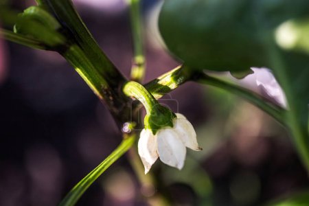 Téléchargez les photos : Façonner le rendement futur en élaguant habilement la fleur de couronne d'une plante de poivre. - en image libre de droit