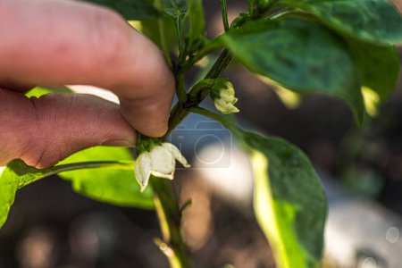 Foto de Las manos podando la flor de la corona de una planta de pimienta, fomentando un crecimiento saludable. - Imagen libre de derechos