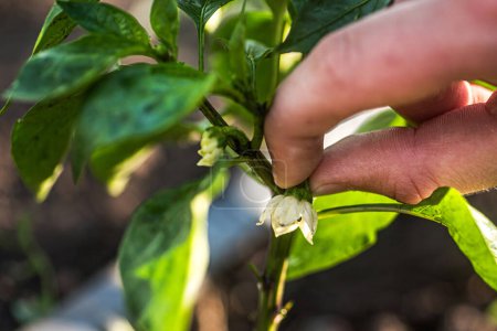 Téléchargez les photos : Mains découpant méticuleusement l'apex fleuri d'une plante de poivre florissante. - en image libre de droit