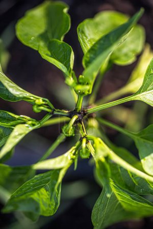 Téléchargez les photos : Jeune fruit vert de la plante de poivre sur la plante pendant la culture. Vue de dessus du buisson - en image libre de droit