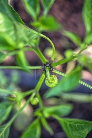 Foto de Fruta verde joven de la planta de pimienta en la planta durante el cultivo. Vista superior del arbusto - Imagen libre de derechos