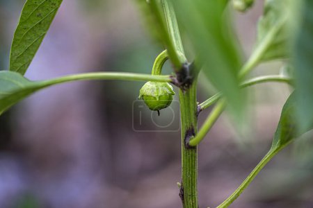 Foto de Fruta verde joven de la planta de pimienta en la planta durante el cultivo - Imagen libre de derechos