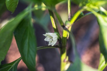 Téléchargez les photos : Potentiel de floraison : cultiver les poivrons en coupant soigneusement la fleur de couronne pour un rendement optimal. - en image libre de droit