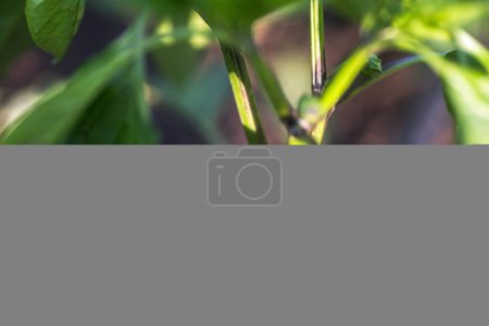 Téléchargez les photos : Potentiel de floraison : cultiver les poivrons en coupant soigneusement la fleur de couronne pour un rendement optimal. - en image libre de droit