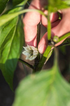 Photo for Tending to nature's canvas: action, crafting the perfect form by pruning the crown flower of a pepper plant. - Royalty Free Image