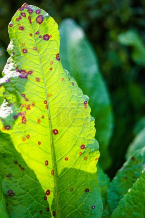 Téléchargez les photos : Feuilles vertes d'oseille dans le jardin par une journée ensoleillée. - en image libre de droit