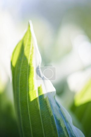 Foto de Hoja hosta verde en el jardín, fondo de la naturaleza. De cerca. - Imagen libre de derechos
