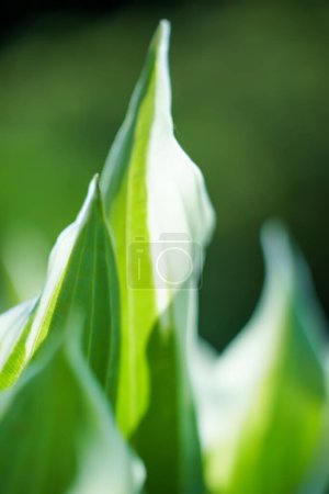 Photo for Green leaves with shallow depth of field and blurred background. Close up - Royalty Free Image