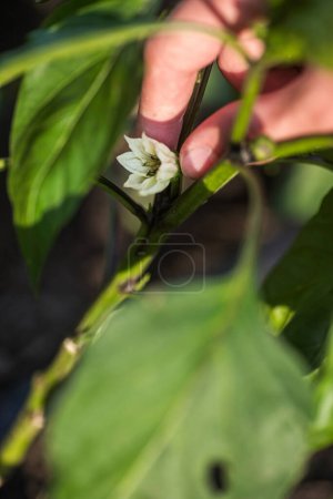 Foto de Cultivar la abundancia: quitar la flor de la corona para asegurar una cosecha abundante de una planta de pimienta. - Imagen libre de derechos