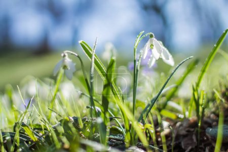 Photo for Galanthus, snowdrop flowers. Fresh spring snowdrop flowers. White spring flowers against sky and silhouettes of trees. Flower close-up. Spring concept. Selective focus. Soft focus - Royalty Free Image