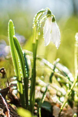 Photo for Galanthus, snowdrop flowers. Fresh spring snowdrop flowers. Snowdrops at last year's yellow foliage. Flower snowdrop close-up. Spring concept. Selective focus. Soft focus - Royalty Free Image