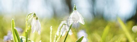 Photo for Galanthus, snowdrop flowers. Fresh spring snowdrop flowers. Snowdrops at last year's yellow foliage. Flower snowdrop close-up. Spring concept. Selective focus. Soft focus - Royalty Free Image