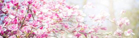 Foto de Banner with spring nature. Closeup of blooming magnolia tree. sunny blurred garden with bokeh - Imagen libre de derechos