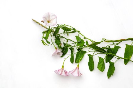 Téléchargez les photos : Convolvulus arvensis, ou asclépiade des champs avec des fleurs et des feuilles vertes sur fond blanc pendant la période de floraison - en image libre de droit