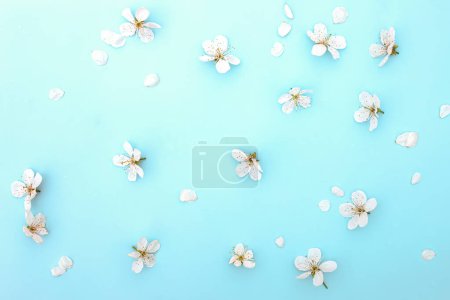 Foto de Flores de cerezo sobre un fondo azul. Fondo de primavera. Piso tendido, vista superior, espacio para copiar. Burla.. - Imagen libre de derechos