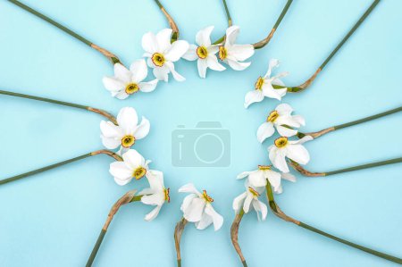 Téléchargez les photos : Cadre rond avec fleurs de printemps. Fleurs Jonquilles en forme de couronne sur fond bleu. Motif des feuilles. Couché plat, vue du dessus. - en image libre de droit