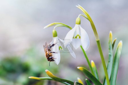 Téléchargez les photos : Miel abeille recueille le nectar de gouttes de neige. snowdrops Honey. Fleur blanche au printemps dans la forêt Décryptages Gros plan - en image libre de droit