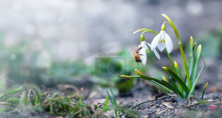 Téléchargez les photos : Miel abeille recueille le nectar de gouttes de neige. snowdrops Honey. Fleur blanche au printemps dans la forêt Décryptages Gros plan - en image libre de droit