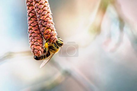 Foto de Abeja melífera recolectando polen del avellano común, género Corylus. Pendientes de avellana en un árbol a principios de primavera - Imagen libre de derechos