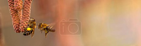 Foto de Abeja melífera recolectando polen del avellano común, género Corylus. Pendientes de avellana en un árbol a principios de primavera - Imagen libre de derechos