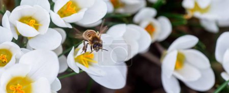 Téléchargez les photos : Abeille à miel et fleurs de crocus blanc dans le jardin de printemps. Gros plan - en image libre de droit