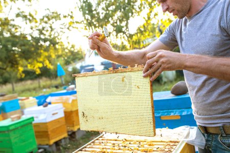 Téléchargez les photos : L'apiculteur insère le séparateur de ruche de cloison de ruche de plastique pour diviser la ruche en plusieurs parties pour maintenir les abeilles dans un certain endroit - en image libre de droit