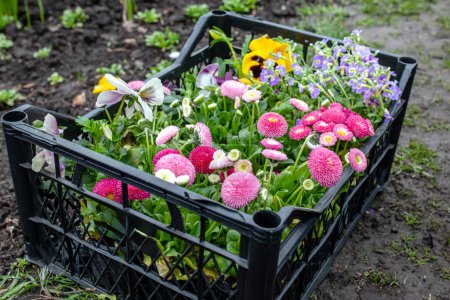 Téléchargez les photos : Jardinage biologique avec soin pour l'environnement. Un petit jardinier transplante des fleurs dans le sol.. - en image libre de droit