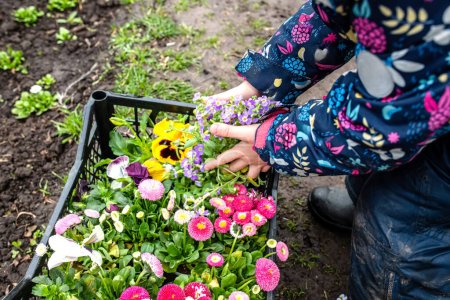 Téléchargez les photos : Un petit fermier plante des culottes dans un lit de fleurs au printemps.. - en image libre de droit