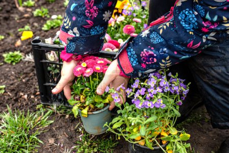 Téléchargez les photos : Fleurs vivaces dans un panier, prêtes à être transplantées sur un lit de fleurs au printemps. des fleurs de jardin dans une cour bien entretenue - en image libre de droit