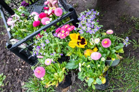 Téléchargez les photos : Jardinage biologique avec soin pour l'environnement. Un petit jardinier transplante des fleurs dans le sol.. - en image libre de droit