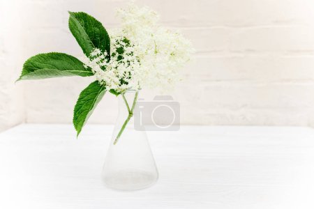 Foto de Apothecary test tube with a sample of elderberry flower for the manufacture of non-traditional phytomedicine preparations - Imagen libre de derechos