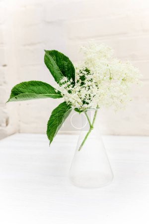 Photo for Apothecary test tube with a sample of elderberry flower for the manufacture of non-traditional phytomedicine preparations - Royalty Free Image