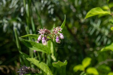 Photo for Symphytum officinale, commonly known as comfrey. Harvested for its medicinal properties. herb is revered for its anti-inflammatory qualities. healing potential with comfrey products - Royalty Free Image