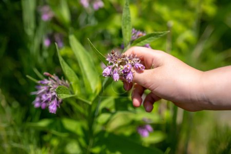 Photo for Herbalist's Gathering Hand Symphytum officinale, commonly known as comfrey. Harvested for its medicinal properties. herb is revered for its anti-inflammatory qualities. - Royalty Free Image