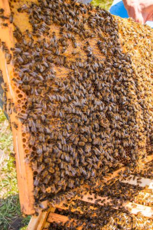 Foto de Apicultor sostiene marco con cría sellada. El hombre de traje protector trabaja en apiary. Ocupación en la apicultura en cuarentena y cría de abejas reina reproductoras. Enfoque suave. - Imagen libre de derechos