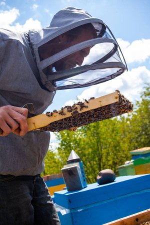 Foto de Apicultor sostiene marco con cría sellada. El hombre de traje protector trabaja en apiary. Ocupación en la apicultura en cuarentena y cría de abejas reina reproductoras. Enfoque suave. - Imagen libre de derechos