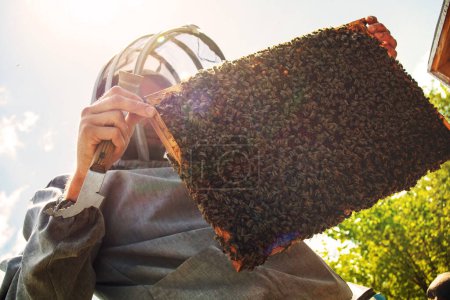 Téléchargez les photos : Apiculteur inspecte cadre avec des cellules queen sur rucher dans la soirée dans les rayons du soleil couchant. apiculteur partage des cadres dans la ruche avec l'outil ruche. Des ruches sur les mauvais arbres dans le village. Rucher privé, Mise au point douce - en image libre de droit
