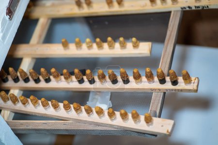 Téléchargez les photos : Placé cellule reine plafonnée dans un incubateur pour une belle incubation à température. La qualité des reines apicoles a été examinée après une période de développement pré-imaginaire. Insémination artificielle pour abeilles de race - en image libre de droit