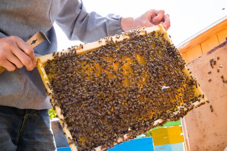 Foto de Apicultor sostiene marco con cría sellada. El hombre de traje protector trabaja en apiary. Ocupación en la apicultura en cuarentena y cría de abejas reina reproductoras. Enfoque suave.... - Imagen libre de derechos