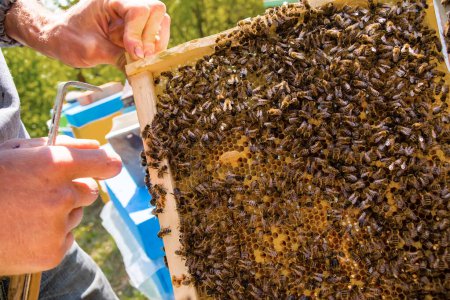 Foto de Apicultor sostiene marco con cría sellada. El hombre de traje protector trabaja en apiary. Ocupación en la apicultura en cuarentena y cría de abejas reina reproductoras. Enfoque suave.... - Imagen libre de derechos