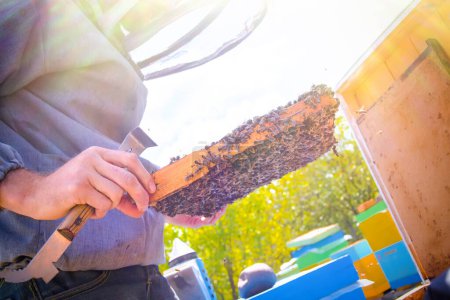 Foto de Apicultor sostiene marco con cría sellada. El hombre de traje protector trabaja en apiary. Ocupación en la apicultura en cuarentena y cría de abejas reina reproductoras. Enfoque suave.. - Imagen libre de derechos