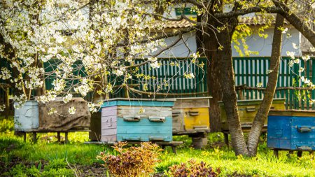 Téléchargez les photos : Jardin fleuri avec rucher. Les abeilles jaillissent sous les arbres à fleurs des pommiers. Des tulipes rouges sur le fond des ruches. Concentration douce.. - en image libre de droit
