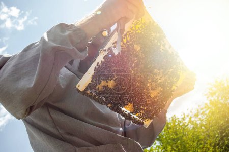 Photo for Beekeeper holds frame with sealed brood. man in protective suit works on apiary. Occupation in quarantine beekeeping and breeding of breeding queen bee. Soft focus. - Royalty Free Image