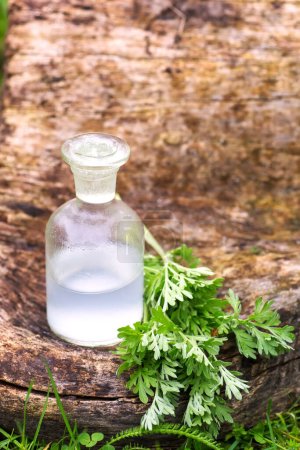 Photo for Artemisia absinthium, wormwood, absinthe wormwood, mugwort, wermout, wermud, wormod near an apothecary bottle with a tincture for the manufacture of Artemisia essential oil. Natural cosmetic concept. - Royalty Free Image