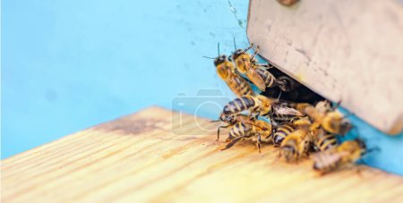 Foto de Abejas en la antigua entrada de la colmena. Las abejas regresan a la colmena después del flujo de miel. Copiar espacio - Imagen libre de derechos